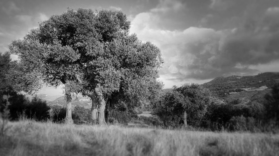 Le modifiche agli articoli 9 e 41 della Costituzione in tema di tutela ambientale